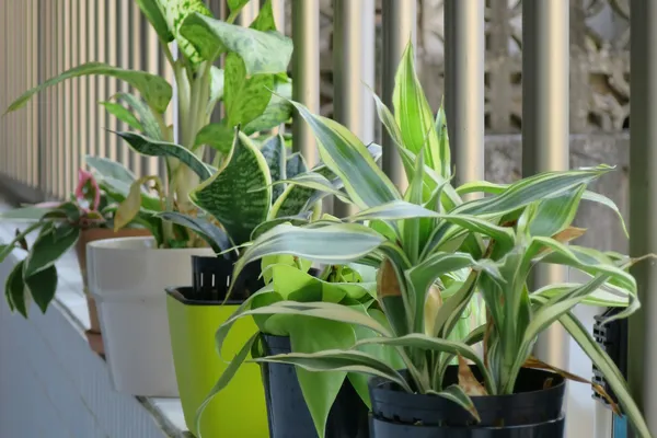 Vasos com plantas verdes enfileirados junto à janela